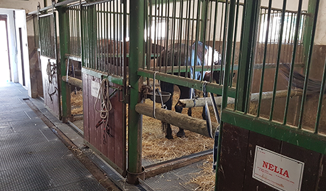 Stables